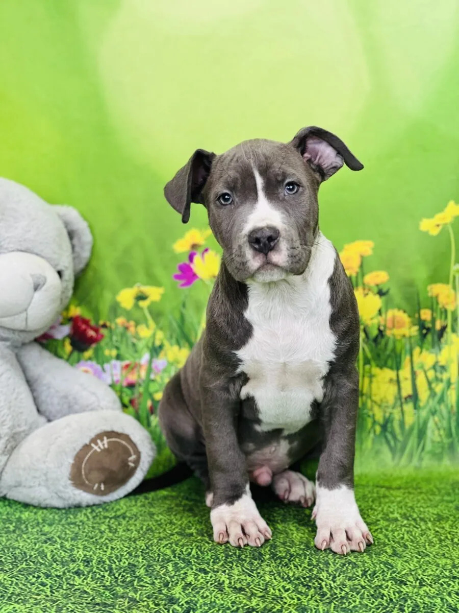 Lucas - American Staffordshire Terrier
